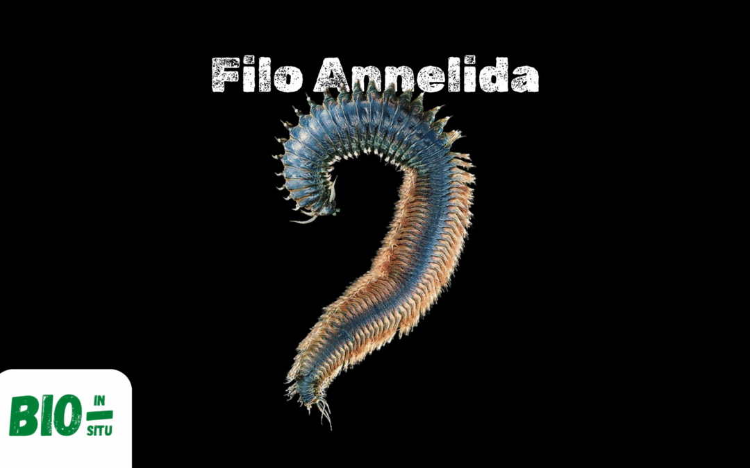 9 – Filo Annelida – Minhocas, sanguessugas e poliquetas