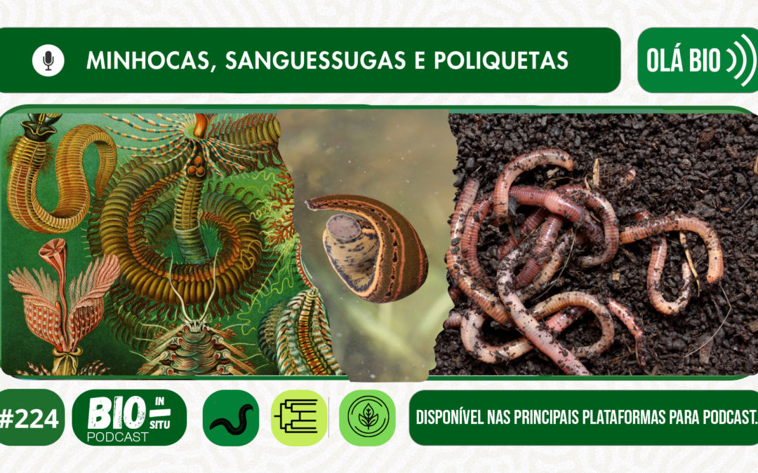 224 – Minhocas, sanguessugas e poliquetas