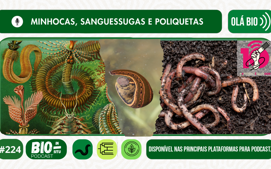 224 – Minhocas, sanguessugas e poliquetas