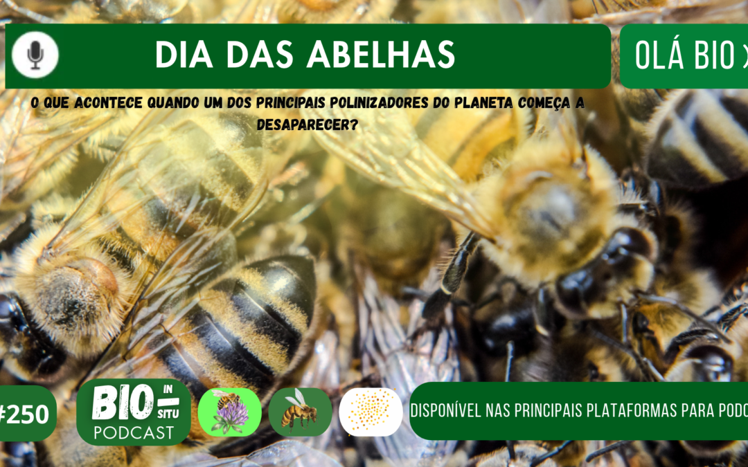 250 – Dia das abelhas