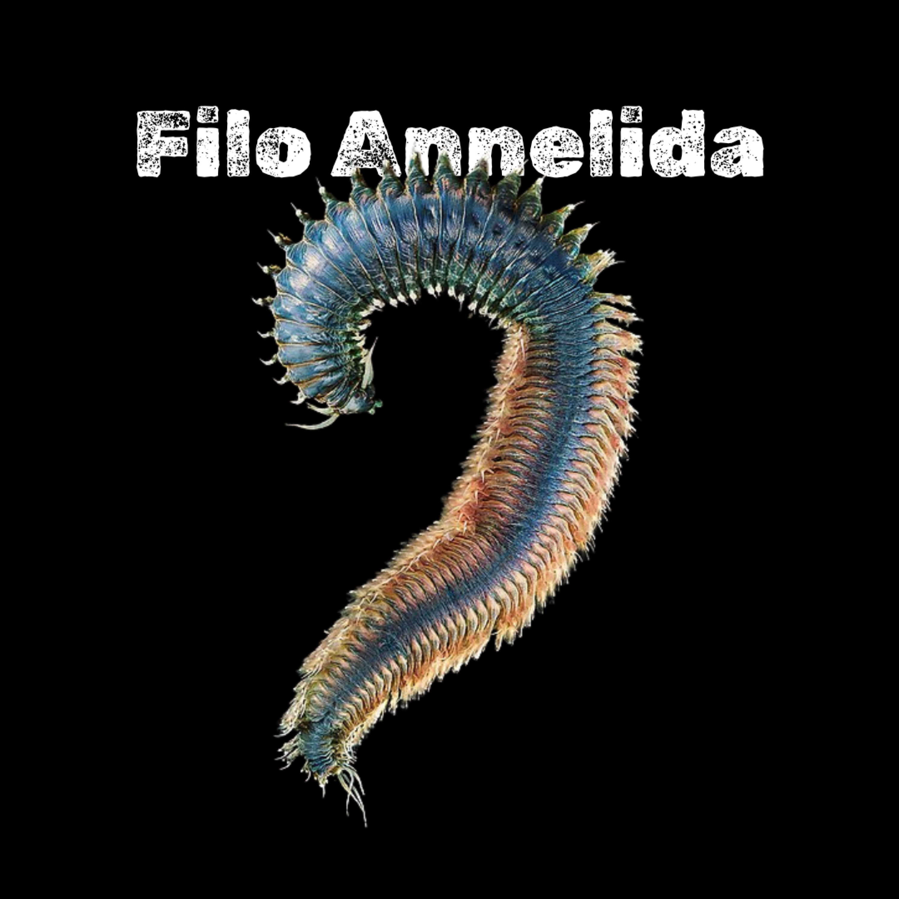 REVISTA CAPAS FILO ANNELIDA (1920x1080)